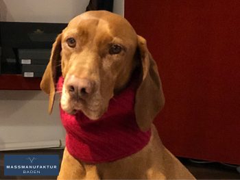 Hündin Mishka mit gestricktem Schal in rot