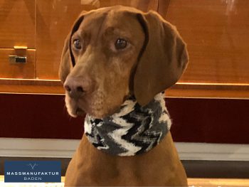 Hündin Mishka mit gestricktem Schal in schwarz / grau / weiß