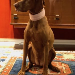 MASSMANUFAKTUR BADEN | maßgefertigtes Halsband für den Hund